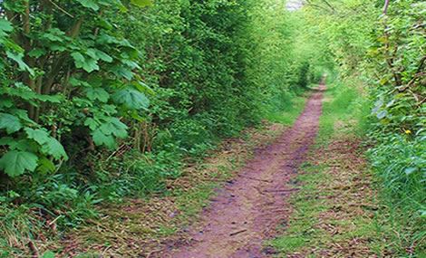 Walk in the Woods
