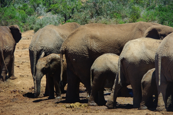 Country Guide: South Africa