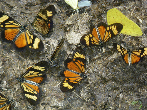 butterflies
