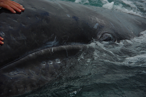 Photo Tuesday: Grey Whales