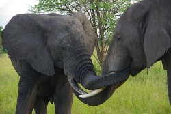 elephantlove elephantlove 250x167 Guide: The African Safari (DIY)