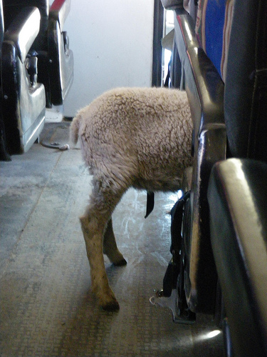 Photo Tuesday: Animals on the Bus