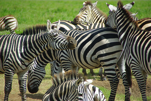 Photo Tuesday: Why a Zebra has stripes