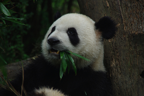 Pandas: They actually move!