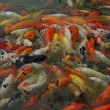 Chinese Goldfish Chinese Goldfish