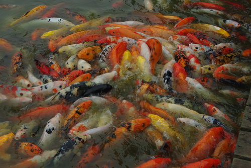 Chinese Goldfish