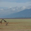 Tanzanian Giraffes