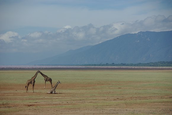 Tanzanian Giraffes