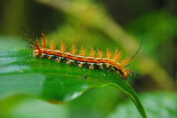 caterpillar costa rica jungle