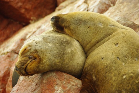 Sea Lions Paracas, Peru