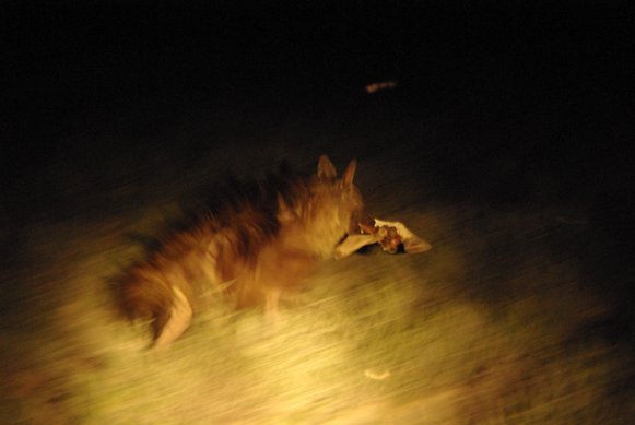 Hyena in the night