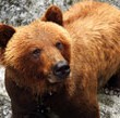 Alaskan Bear