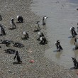 Punto Tumbo Penguins, Argentina