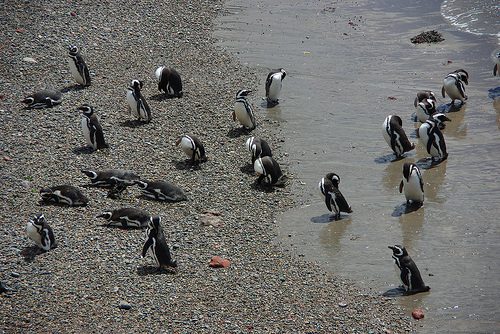 Punto Tumbo Penguins, Argentina