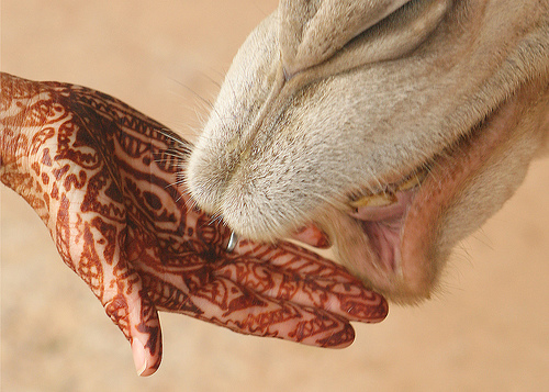 A special Henna kiss from a Camel in Morocco