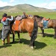 Prepping the Mongolian ponies