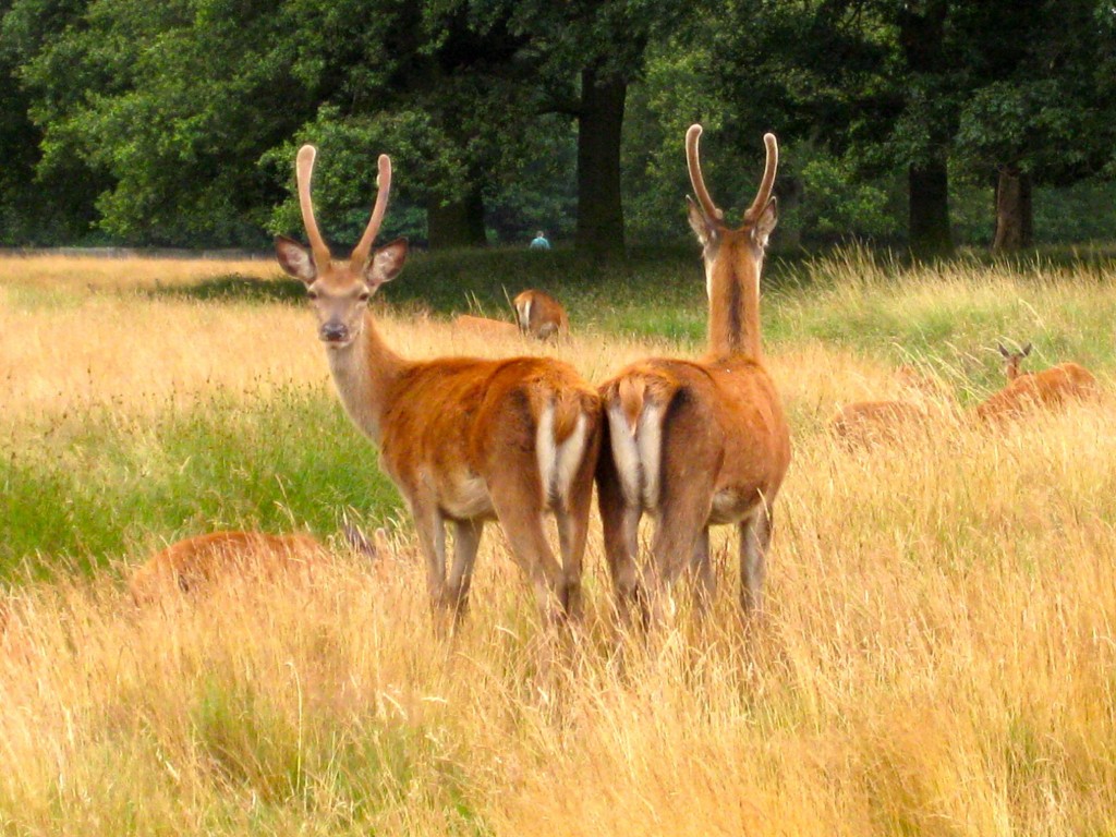Deer on the lookout, Bushy Park, London