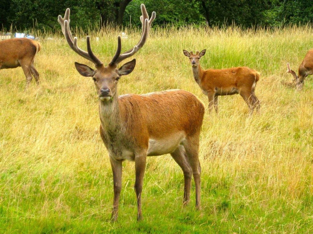 Deer in Bushy Park, London