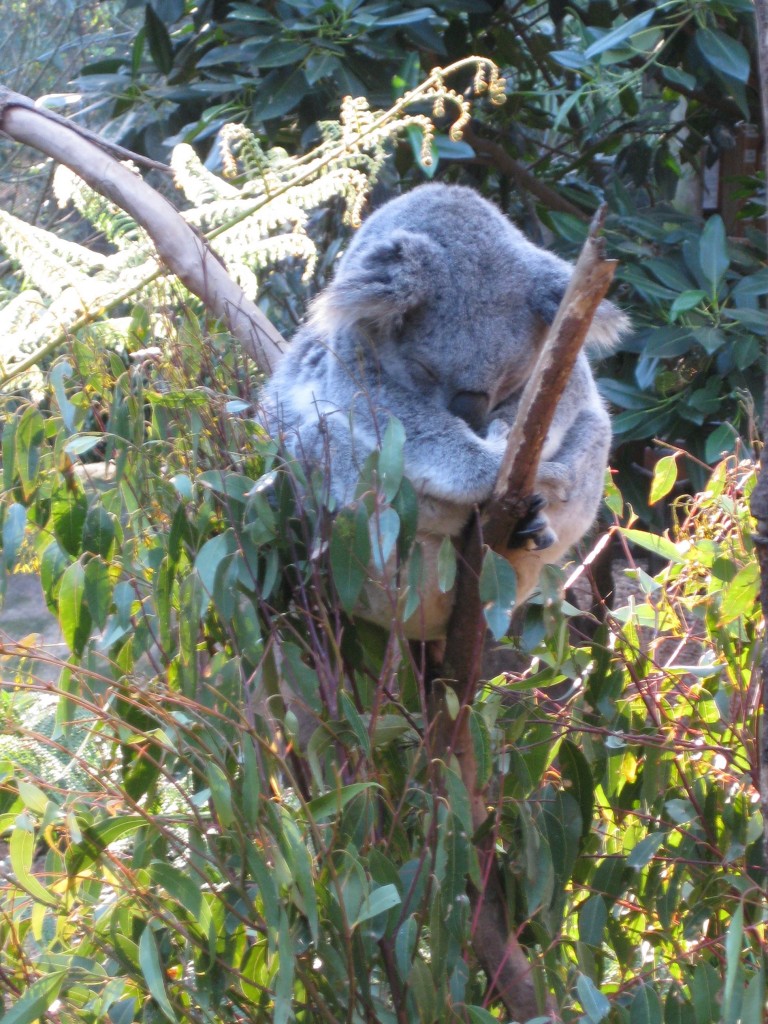 Koala at Blackbutt Nature Reserve, Newcastle, Australia