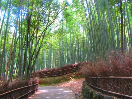 Bamboo garden Arashiyama, Kyoto
