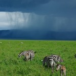 The Serengeti In The Summer